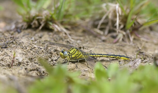 Rivermaids, Gomphidae, Gomphus Pulchellus, Wedgemaid, Western Clubtail, Western Wedge Maiden, Anisoptera, Damselflies, Dragonflies, Insects, Dragonflies, Odonata