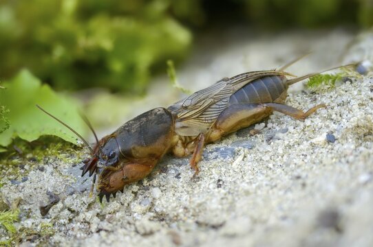 European mole crickets, grasshoppers, gryllotalpa gryllotalpa, half-devils, mole crickets, werre, dwarf, ensifera, grasshoppers, insects, insects, long-feeler scare