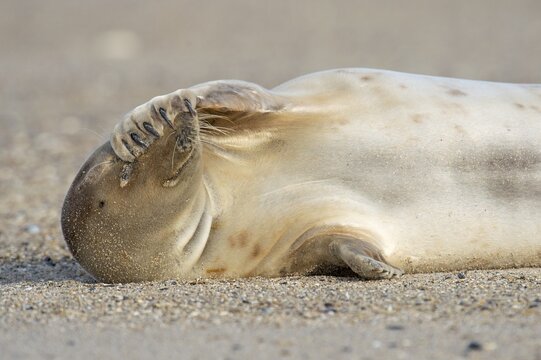 Grey seal (Halichoerus grypus), North Sea, Heligoland, Schleswig-Holstein, Germany