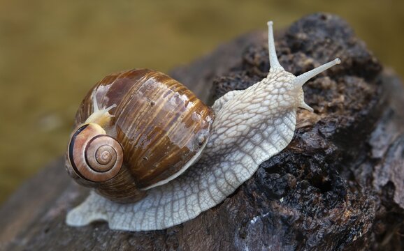 Burgundy snail, banded snails, cepaea, cepaea nemoralis, grove snail, hornworm snail, helicidae, helix pomatia, roman snail, snails, black-mouthed snail, vineyard snail, gastropod, mollusca, snails, snails, molluscs