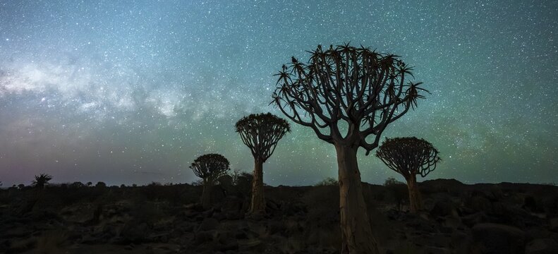 Quiver trees (Aloe dichotoma), night shot with starry sky, quiver tree forest in Garaspark near Keetmanshoop, Karas Region, Namibia