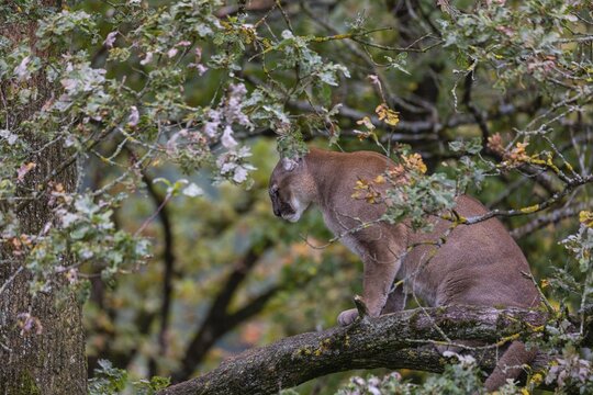 One adult cougar, Puma concolor, rests on a big branch high up in an oak tree