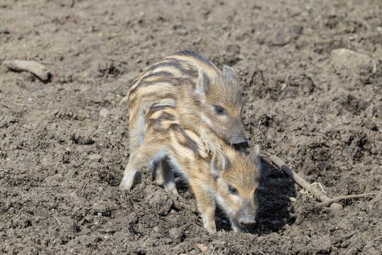 Two young wild boars (Sus scrofa) are playing together on a sunny day in a dry field. Dominance behavior. Bavaria, Germany