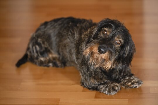 Rough-haired dachshund, male dog, lying on parquet, holding head at an angle, astonished, Stuttgart, Baden-W&uuml;rttemberg, Germany