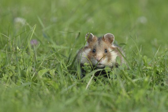European hamster (Cricetus cricetus), in a meadow, ducking in grass, Vienna, Lower Austria, Austria