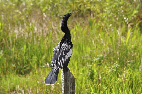 A bird with impressive feathers, American Darter (Anhinga anhinga), sits on a wooden pole in the middle of nature. Everglades National Park, Florida, USA