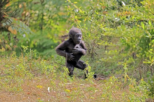 Western gorilla (Gorilla gorilla), young, baby, display behaviour, displaying, chest-beating, on the ground, running