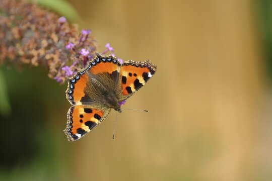 Small tortoiseshell (Aglais urticae), on summer lilac or butterfly-bush (Buddleja davidii), North Rhine-Westphalia, Germany