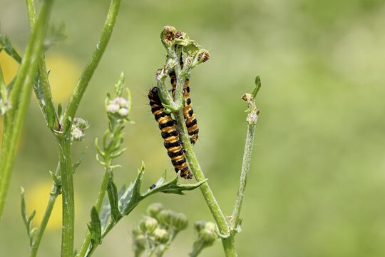 St. Jacob's weed bear or blood bear (Tyria jacobaeae), butterfly caterpillar, moth, family Arctiidae, caterpillar, feeds on St. Jacob's weed (Senecio jacobaea), Cochem, Moselle, Rhineland-Palatinate, Germany