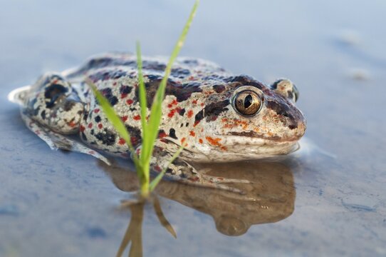 Common spadefoot, garlic toad, pelobates fuscus, amphibians, amphibians, amphibians, amphibians, toads
