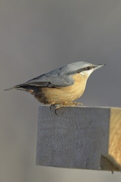 Eurasian nuthatch (Sitta europaea), sitting on a post, North Rhine-Westphalia, Germany