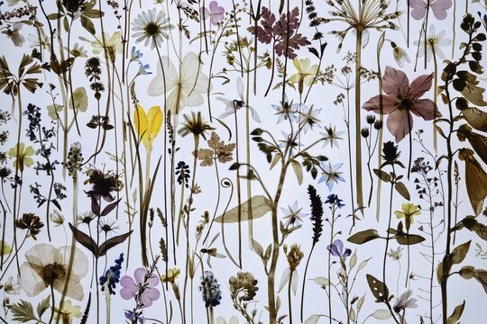 Dried plants with flowers of various colors against a brightly lit background, excerpt from the work Herald of Spring by artist Amy Shelton, Saachi Gallery, London, Great Britain, England, Great Britain