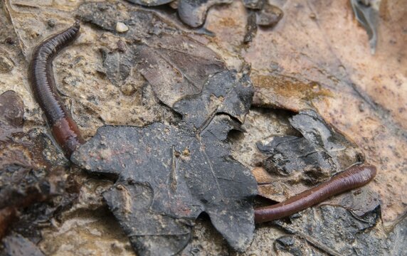 Annelida, clitellata, earthworm, shingles, lumbricidae, oligochaeta, annelids, few bristles, earthworm