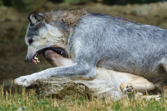 Timberwolf, wolf, American wolf (Canis lupus lycaon), Germany, one wolf is lying on top of another and they appear to be play-fighting