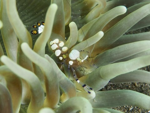 Transparent peacock anemone shrimp (Ancylocaris brevicarpalis) hiding between the tentacles of a sea anemone, dive site Secret Bay, Gilimanuk, Bali, Indonesia