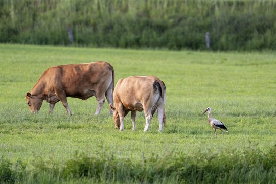 White stork (Ciconia ciconia), in a cow pasture, Vulkaneifel, Rhineland-Palatinate, Germany