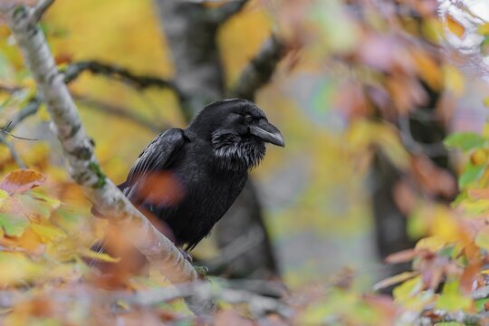 A common raven (Corvus corax) sits in an autumnal colored tree. Austria
