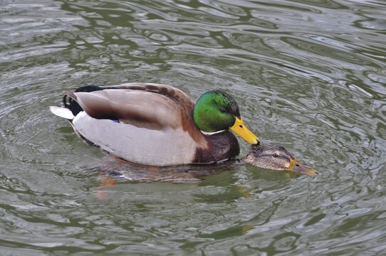Two ducks, mallards (Anas platyrhynchos), mating on a calm lake. Pf&auml;ffikersee, Pf&auml;ffikon, Canton Zurich, Switzerland