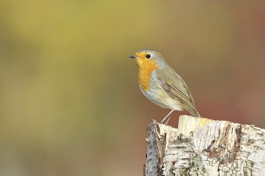 Robin (Erithacus rubecula), in winter on a rotten tree stump, Wilnsdorf, North Rhine-Westphalia, Germany
