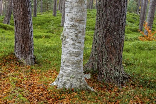 Pine (Pinaceae) in a forest in Scotland, Aviemore, Scotland, United Kingdom