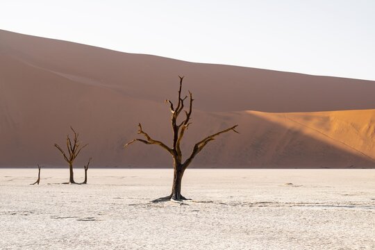 Red sand dunes and white salt pan with dead trees, Dead Vlei, Namib Desert, Namib Naukluft Park, Namibia
