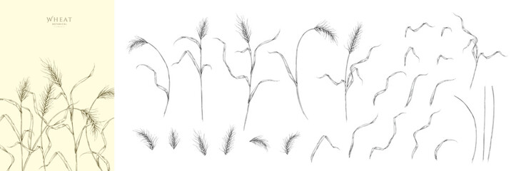 Fototapeta premium Set of wheat ears, leaves and elements. Line art hand drawn illustration of botanical elements of farm and autumn. Fall and cozy seasonal designs