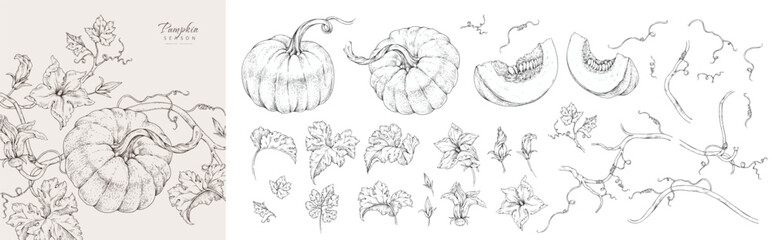 Fototapeta premium Collection of pumpkin vine with flowers and leaves. Line art hand drawn illustration of botanical elements of farm and autumn. Fall and cozy seasonal designs