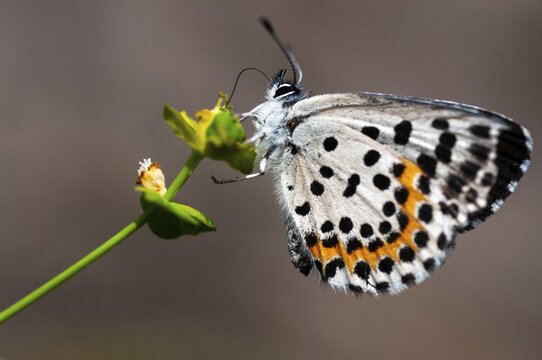 Chequered blue, bluebird, Scolitantides Orion, butterfly, insects, butterfly, butterflies