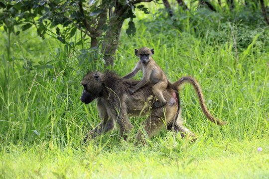 Bear baboon (Papio ursinus), Chakma baboon, adult, female, running, foraging, young, on its mother's back, sitting, childhood, Kruger National Park, Kruger National Park, South Africa