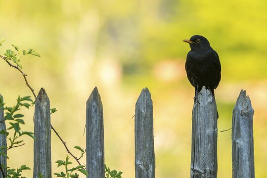 Blackbird, Turdus Merula, Birds, Garden, Garden Fence, Garden Fence, Passeri, Songbirds, Birds