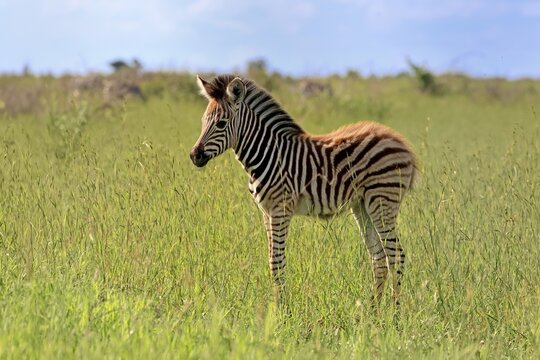 Burchell's zebra (Equus quagga burchelli), Burchell's zebra, young animal, foal, alert, Kruger National Park, South Africa