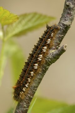 Euthrix potatoria, hen, grass hen, lasiocampidae, drinker, mealyworm, drinker, high size, portrait, inchworm, insects, moths, moths, moths, moths, caterpillar, butterflies