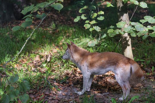 A New Guinea singing dog or New Guinea Highland dog (Canis hallstromi) (Canis dingo hallstromi, Canis familiaris) stands in the forest