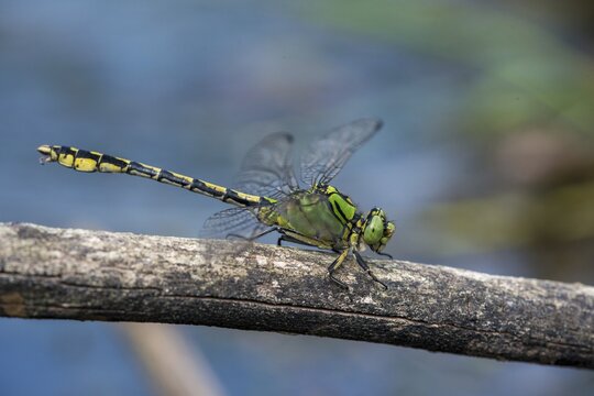 Green culbtail, green snaketail, green wedge, ophiogomphus cecilia, anisoptera, damselflies, dragonflies, insects, dragonflies, odonata