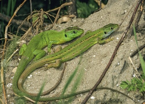 Lacerta bilineata, western green lizard, western emerald lizard, critters, lizards, lizards, female, FFH, Italy, reptiles, lizards, males, males, reptilia, reptiles, female