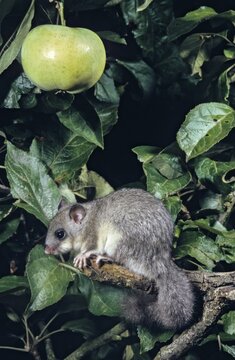 Edible dormouse, fat dormouse, glis glis, rodents, rodentia, dormice, dormice, dormouse, foraging, garden, high size, portrait format, mammals, foraging, rodents, sleepers, mixed fruit, mammals
