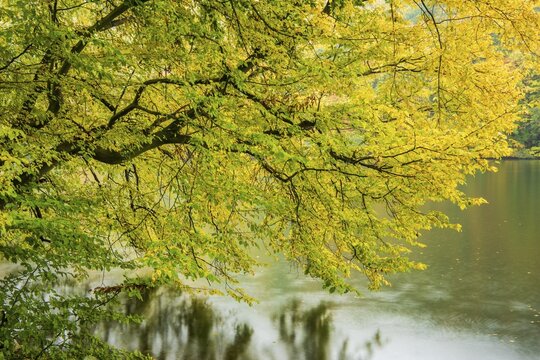 Autumn on the banks of Schmale Luzin, lake in Mecklenburg-Western Pomerania, Feldberg Lake District, Mecklenburg-Western Pomerania, Germany