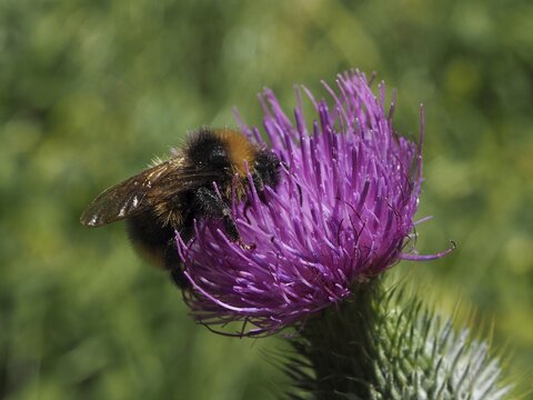 Close-up of a field bumblebee (Bombus pascuorum) on a purple flower, with nature in the green background. A summery atmosphere, H&uuml;ttchopf, T&ouml;sstal, Canton of Zurich, Switzerland