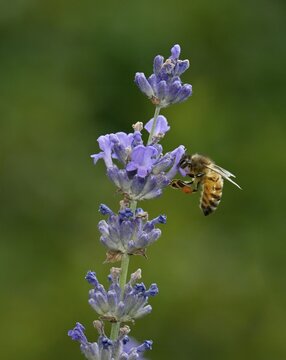 Honey bee (Apis mellifera), collecting nectar on true common lavender (Lavandula angustifolia), Stuttgart, Baden-W&uuml;rttemberg, Germany