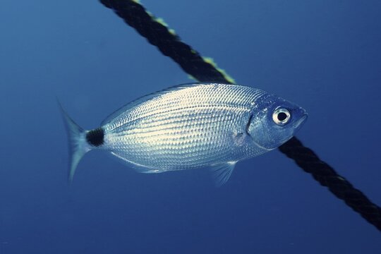 A silver fish, the black-striped seabream (Oblada melanura), swims alongside a rope in the blue water, at the Giens Peninsula dive site, Hy&egrave;res, Porquerolles, Provence, C&ocirc;te d'Azur, Mediterranean Sea, France