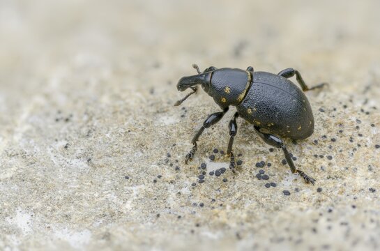 Curculionidae, German weevil, small butterbur weevil, Liparus germanus, molytinae, butterbur weevil, beetle, coleoptera, insects, beetles