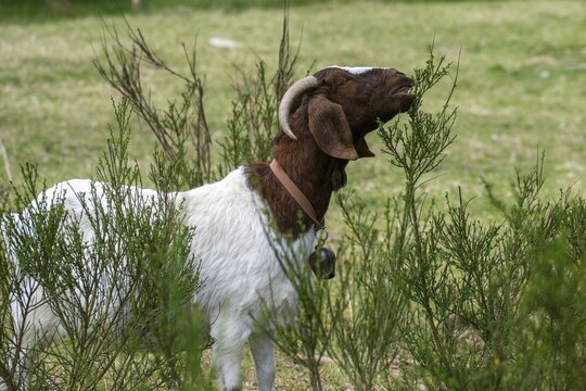 Artiodactyla, Boer goat, Capra aegagrus hircus sspec.1, even-toed ungulate, cloven-hoofed, domesticated animals, woody bite, pet, landscape management, landscape preservation, mammals, goat