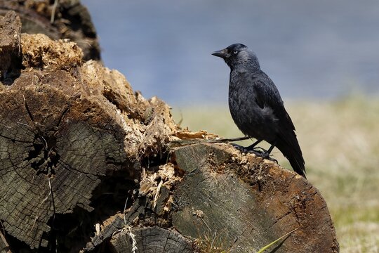 Jackdaw (Corvus monedula) standing on woodpile, Schleswig-Holstein, Germany
