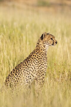 Cheetah (Acinonyx jubatus). Female. Kalahari Desert, Kgalagadi Transfrontier Park, South Africa