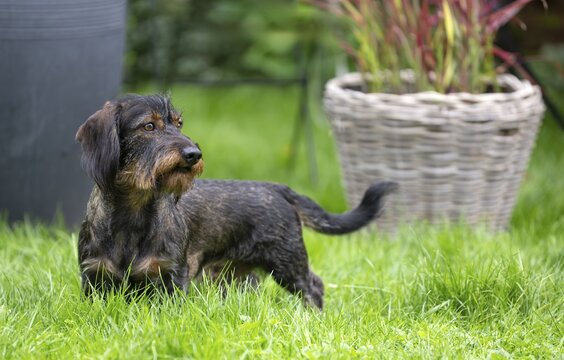 Rough-haired dachshund (Canis lupus familiaris) male, 4 years, attentive, in a meadow, in garden, Stuttgart, Baden-W&uuml;rttemberg, Germany