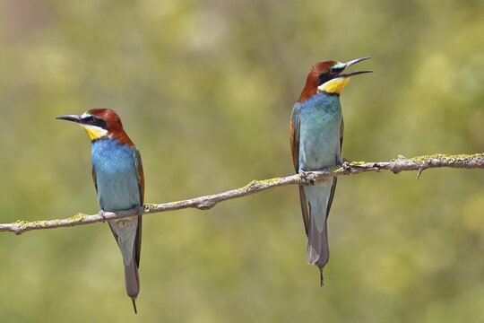 European bee-eater (Merops apiaster) two animals sitting on a branch covered with green lichen, pair of animals, Lake Neusiedl, Burgenland, Austria