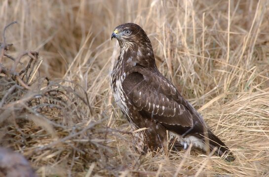 Accipitriformes, Buteo Buteo, Buzzard, Buzzard, Birds of Prey, Raptors, Birds