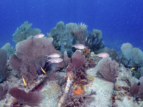Underwater scene with live corals and fish school on a shipwreck, Hannah M. Bell wreck dive site, John Pennekamp Coral Reef State Park, Key Largo, Florida Keys, Florida, USA