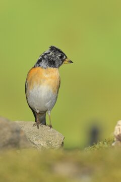 Brambling (Fringilla montifringilla), male sitting on a stone, Wilden, North Rhine-Westphalia, Germany