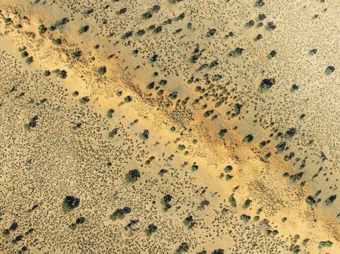 Parallel, linear sand dunes grown with camelthorn trees (Vachellia erioloba) in the Kalahari Desert. During the rainy season with green vegetation. Aerial view. Drone shot. Namibia